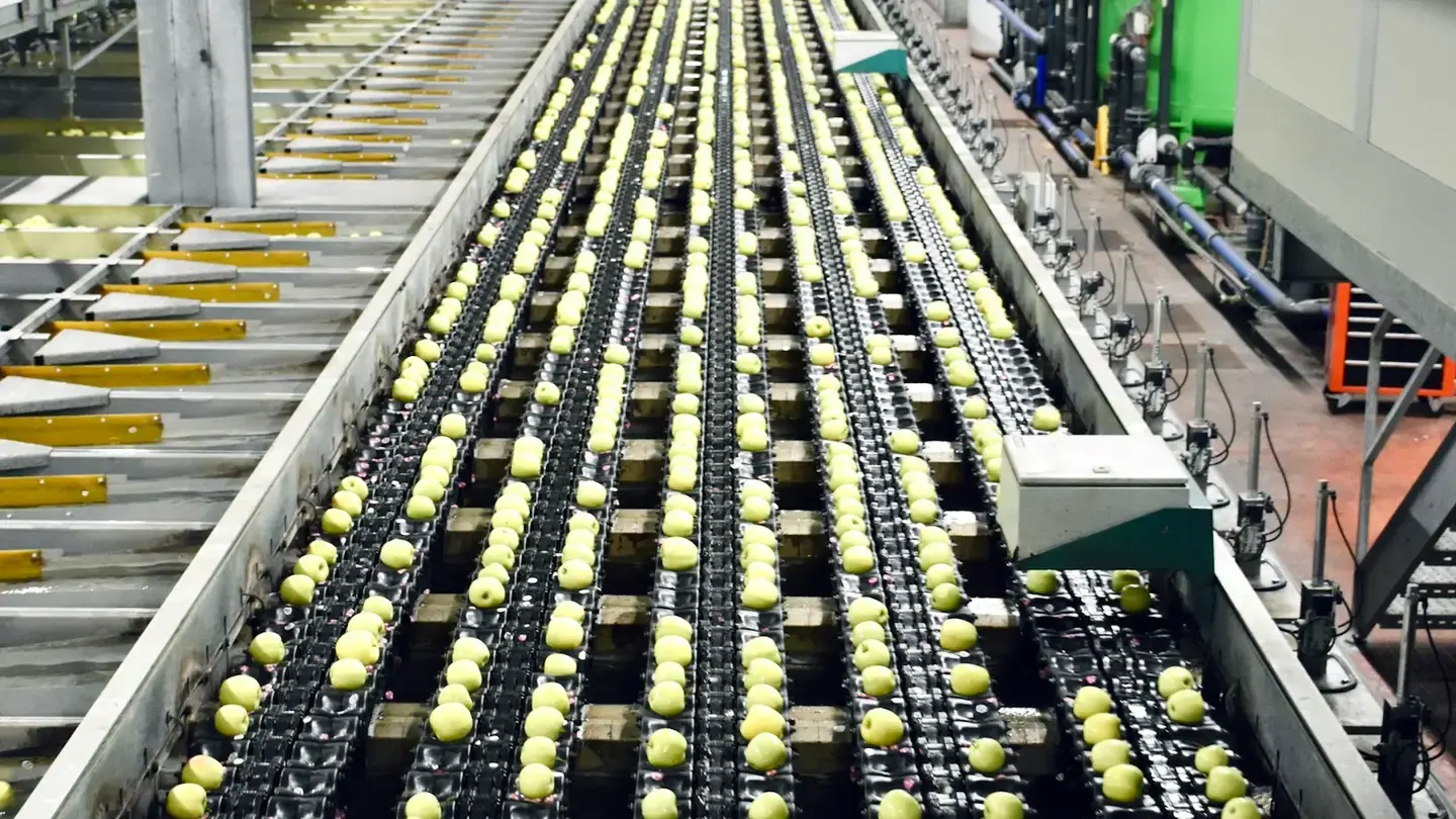 Ligne de calibrage de fruits dans une usine agroalimentaire, des pommes sur des convoyeurs parallèles